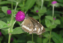 Euploea core haworthi