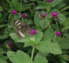 Euploea core haworthi
