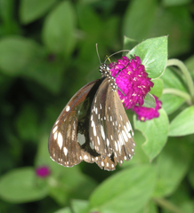 Euploea core haworthi