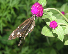 Euploea core haworthi