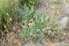 Gypsophila struthium