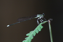 Pseudocopera ciliata