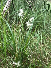 Rytidosperma setaceum