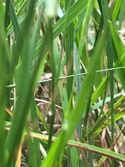 Rytidosperma setaceum