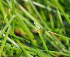Eleocharis sphacelata