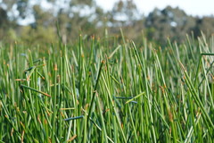 Eleocharis sphacelata