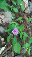 Phyllocephalum scabridum