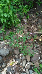 Phyllocephalum scabridum