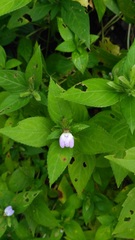 Cynarospermum asperrimum