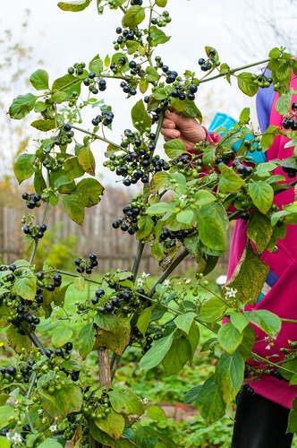 Garden Huckleberry