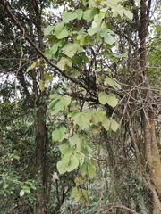 Actinidia chinensis