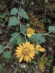 Chrysanthemum indicum