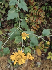 Chrysanthemum indicum