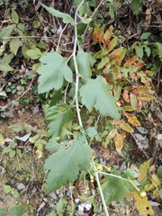 Chrysanthemum indicum