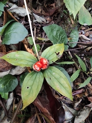 Paris polyphylla chinensis