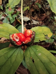 Paris polyphylla chinensis