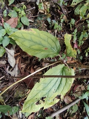 Paris polyphylla chinensis