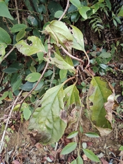 Paris polyphylla chinensis