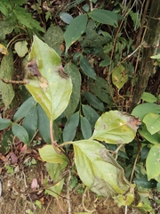 Paris polyphylla chinensis
