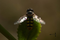 Austroscaeva occidentalis