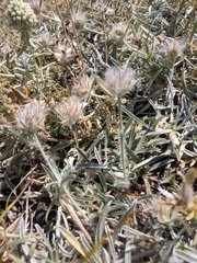 Convolvulus calvertii