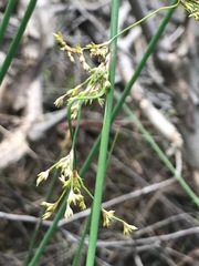 Juncus pauciflorus