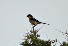 Lanius excubitor algeriensis