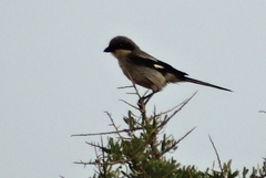 Lanius excubitor algeriensis