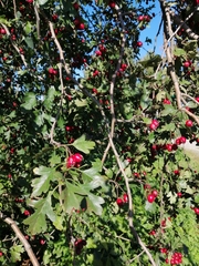 Crataegus