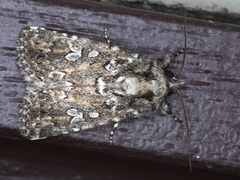 Ectopatria horologa