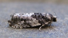 Gypsonoma adjuncta