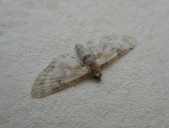 Eupithecia linariata