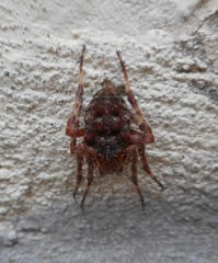 Araneus diadematus