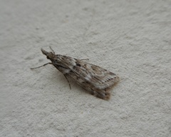 Eudonia angustea