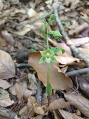 Epipactis persica