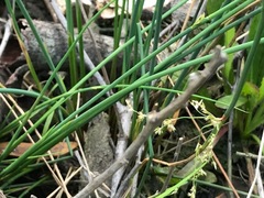 Juncus pauciflorus