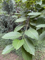 Neolamarckia cadamba