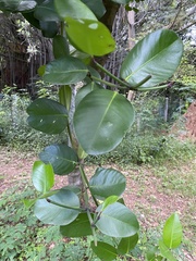 Garcinia spicata