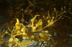 Sargassum natans