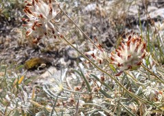 Anthyllis vulneraria boissieri