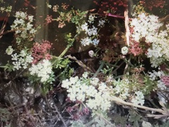 Dasispermum suffruticosum