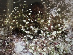 Dasispermum suffruticosum
