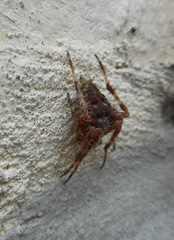 Araneus diadematus