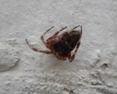 Araneus diadematus