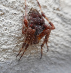 Araneus diadematus