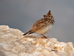 Galerida cristata