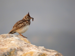 Galerida cristata