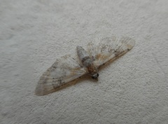 Eupithecia linariata