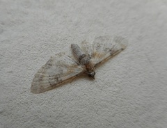 Eupithecia linariata