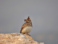 Galerida cristata